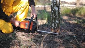 Why Choose Our Tree Removal Services in Sweetser, IN?